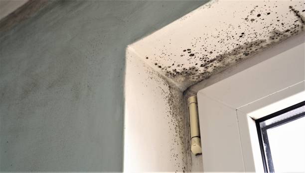 Best Mold Damage Restoration  in Hennessey, OK